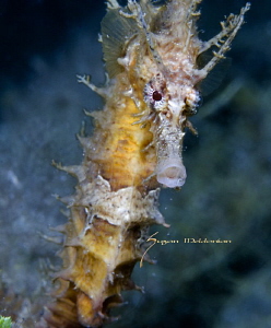 Spike
Hippocampus erectus, Blue Heron Bridge, FL by Suzan Meldonian 
